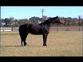PREMIUM STALLION, Guy Laroche