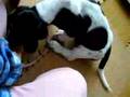 Basset Hound video