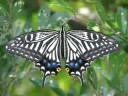 ???????Papilionidae?    Video 03