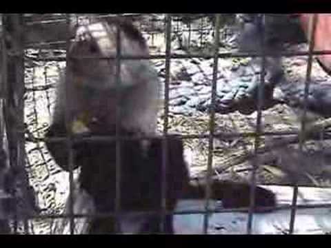 Meet Our Capuchins