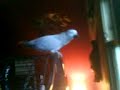 AFRICAN GREY NAMED CHICKENHAWK (SCOTTISH) AFRICAN GREY NAMED CHICKENHAWK (SCOTTISH)