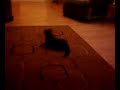 earthquake simulation for pepper-the windilickingcat:P