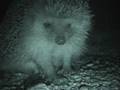 Beware of the KILLER HEDGEHOG