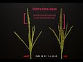 this video clip was made by taking a digital still pictures of a maize (corn) tassel of mo17 and b73 at 10 minute interval for 3 days. the tassels were cut and put in a vessel to provide water. this personal project was intended to examine sequence of maize anther appearance on a tassel and the viability of maize pollens from a tassel that is cut but still provided with water