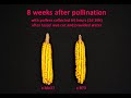 this video clip was made by taking a digital still pictures of a maize (corn) tassel of mo17 and b73 at 10 minute interval for 3 days. the tassels were cut and put in a vessel to provide water. this personal project was intended to examine sequence of maize anther appearance on a tassel and the viability of maize pollens from a tassel that is cut but still provided with water