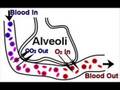 GCSE PE 1c Circulatory and Respiratory Systems
