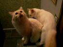 Pavot & Sansone