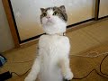 短い脚で頑張って立ってます☆
