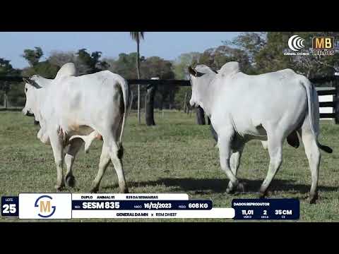 2� DE OLHO NA FAZENDA NELORE SESMARIAS