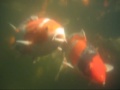 Nishikigoi (Koi) 02-16-07