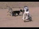 toon-otto-beat-22.html