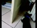 videos de fanny vs charlie