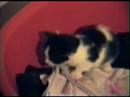 Maggie the Kitten