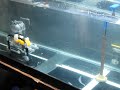 NYU-Poly Autonomous Underwater Vehicle