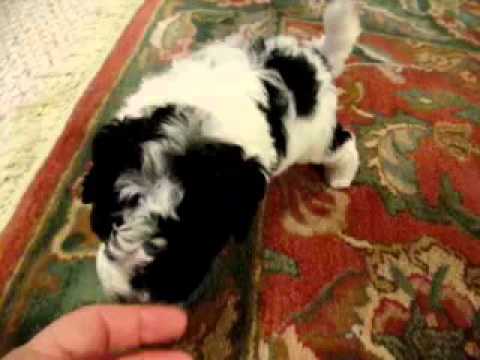Oreo..Wonderful Bichon-Poo boy !!