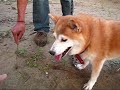 早朝のお散歩