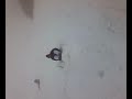 il salto di teolo con il bob