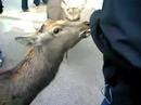 Kyoto vacation and rampaging deer