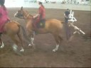 Akhal-Teke Horses at Celebrate the Horse Expo, July  2008