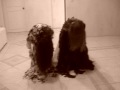triller  regio por chuki  y samara(the ring)
