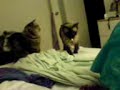 Burmese cat plays fetch. Burmese cat plays fetch.