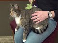 Safari&reg; Self-Cleaning Slicker for Cats