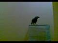 كاسكو بدوي يبي قهوه (فيصل المطيري)