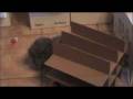 videos de short cats shorts