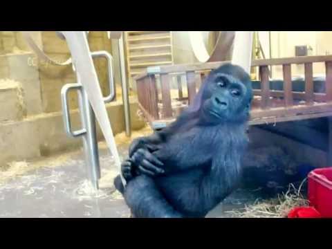 Cute Gorilla Baby in Stuttgart Zoo