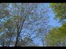 The Beatles - Blackbird (A cappella):My Version