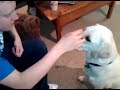 Gipper Catching Pretzel