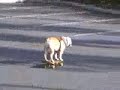 dog skating
