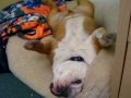 Teddy the English Bulldog Bored at Work