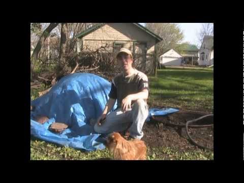 how to fertilize fruit trees with chicken manure
