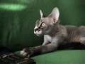 Posessed Sphynx