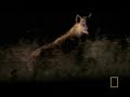 leopard vs lioness