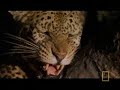 Leopard vs Lioness Leopard vs Lioness