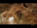 leopard vs lioness