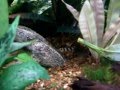 videos de 72g Bow Front Aquarium with tropical community fish
