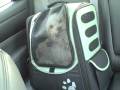 TALKY BLOG: doggie groomer & THE list.