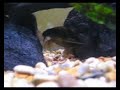 Synodontis Schall eating shrimp