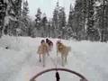 Husky safari in Lapland