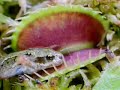 planta carnivora