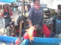 Fresh fish in the Berastagi food market. Sumatra Indonesia Fresh fish in the Berastagi food market. Sumatra Indonesia