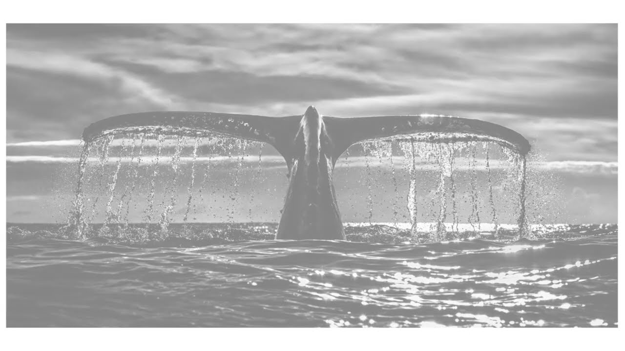 Chris Fallows Leviathan Feature Video
