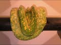 2 GTP (Kofiau, Biak) and a few reticulated python !