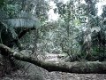 Jungle sounds