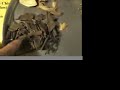 Weight Loss -- A Chinese Herbal Prescription (21) Herbs for Weight Management