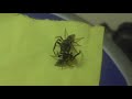 Fighting Spiders - HOLY COW! 2min35s Fighting Spiders - HOLY COW! 2min35s