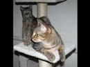 Bengals